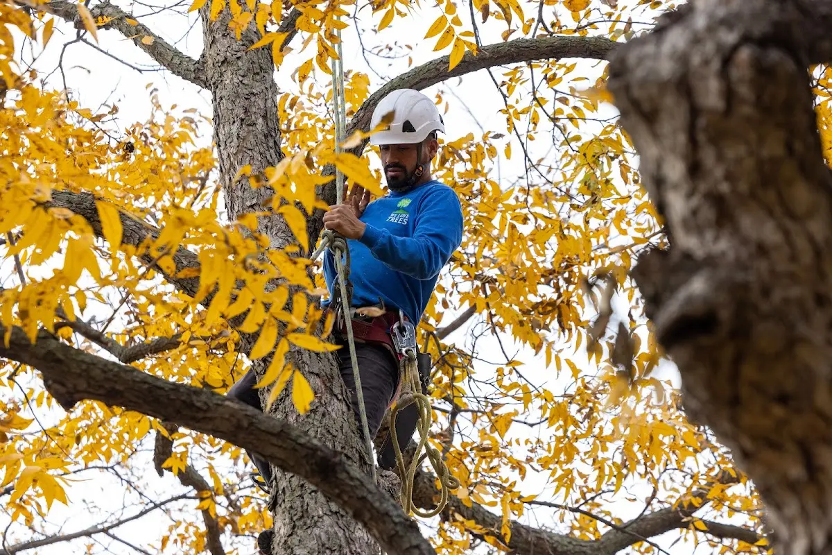 Skilled Tree Trimming crew working in Winchester